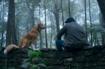 The New ‘Good Boy’ Trailer Places the Canine in Canine Horror