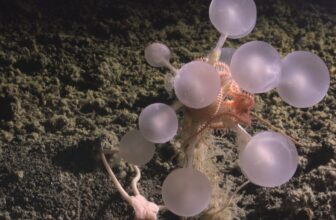Scientists Simply Discovered a ‘Loss of life-Ball’ Sponge and a Entire Bunch of Different Deep-Sea Weirdos
