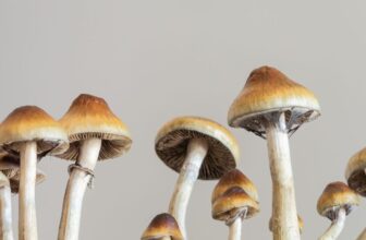 Scientists Notice That Magic Mushrooms Are Even Weirder Than We Thought