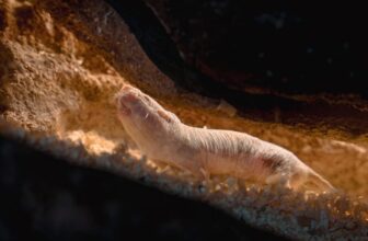 Some Bare Mole-Rats Are Simply Born to Clear Bogs, Examine Suggests