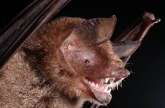 New Bat Coronavirus Shares a Characteristic That Helped Covid-19 Infect People