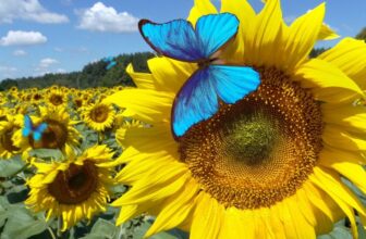 Bluesky Will Take a look at a ‘Dislike’ Possibility. It Might Assist Repair a Big Drawback