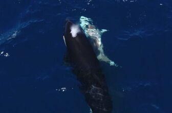 Jaw-Dropping Video Exhibits Orcas Flipping a Nice White Shark to Feast On Its Liver