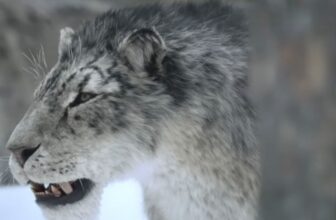 Ice Age’ Guarantees Survival, Snow—and Large Tooth